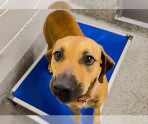Unknown-Weimaraner Mix Dogs for adoption in Houston, TX, USA