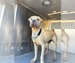 Chinese Shar-Pei Dogs for adoption in El Centro, CA, USA