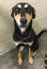 Doberman Pinscher Dogs for adoption in Little Elm, TX, USA