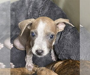 Mutt Dogs for adoption in Plano, TX, USA