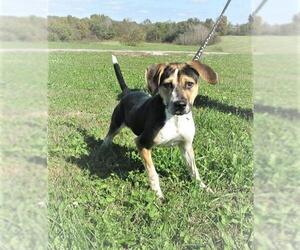 Black and Tan Coonhound-Labrador Retriever-Unknown Mix Dogs for adoption in Centerton, AR, USA