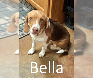 Beagle-Unknown Mix Dogs for adoption in Mountain View, AR, USA
