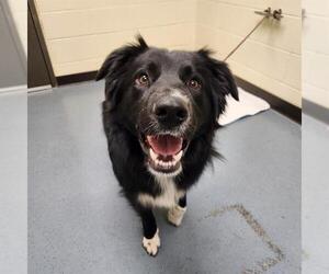 Australian Shepherd Dogs for adoption in Denver, CO, USA