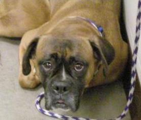 Boxer-Unknown Mix Dogs for adoption in Colfax, IL, USA
