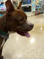 American Pit Bull Terrier Dogs for adoption in Greenbelt, MD, USA