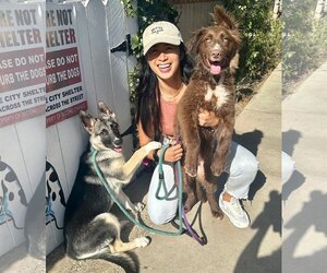German Shepherd Dog Dogs for adoption in Newport Beach, CA, USA