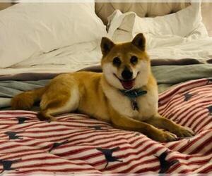 Shiba Inu Dogs for adoption in Brooklyn Center, MN, USA