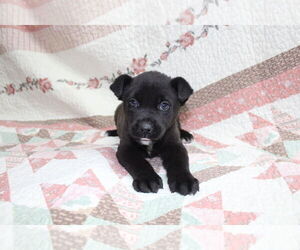 Mutt Dogs for adoption in El Centro, CA, USA