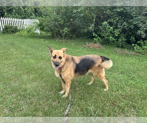 Mutt Dogs for adoption in Brooklyn Center, MN, USA