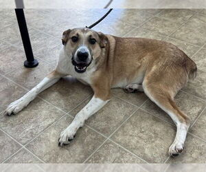 German Shepherd Dog-Unknown Mix Dogs for adoption in Raleigh, NC, USA