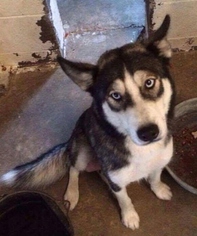 Siberian Husky Dogs for adoption in Memphis, TN, USA