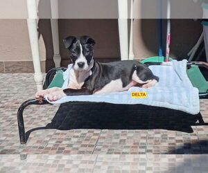 American Pit Bull Terrier-Labrador Retriever Mix Dogs for adoption in Woodland Hills, CA, USA