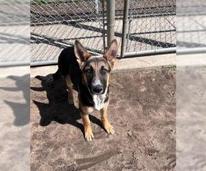 German Shepherd Dog-Unknown Mix Dogs for adoption in Modesto, CA, USA