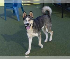 German Shepherd Dog-Siberian Husky Mix Dogs for adoption in South Lake Tahoe, CA, USA