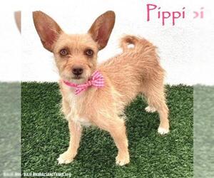 Australian Terrier-Unknown Mix Dogs for adoption in San Diego, CA, USA
