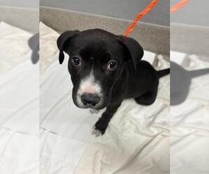 American Pit Bull Terrier-German Shepherd Dog Mix Dogs for adoption in Las Vegas, NV, USA