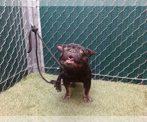 French Bulldog Dogs for adoption in Downey, CA, USA