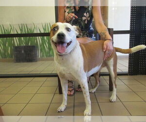 American Pit Bull Terrier-Unknown Mix Dogs for adoption in Ocala, FL, USA