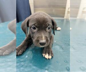 Catahoula Leopard Dog-Labrador Retriever Mix Dogs for adoption in Mobile, AL, USA