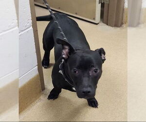 Dachshund-Unknown Mix Dogs for adoption in Decatur, IL, USA