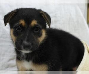 Mutt Dogs for adoption in Thief River Falls, MN, USA