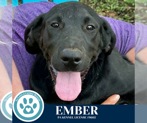 Catahoula Leopard Dog-Great Dane Mix Dogs for adoption in Kimberton, PA, USA