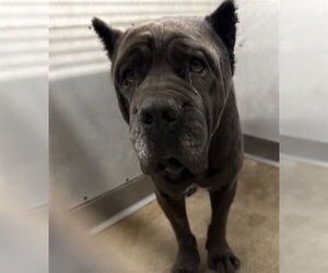 Mutt Dogs for adoption in San Bernardino, CA, USA