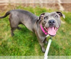 American Pit Bull Terrier Dogs for adoption in Minneapolis, MN, USA