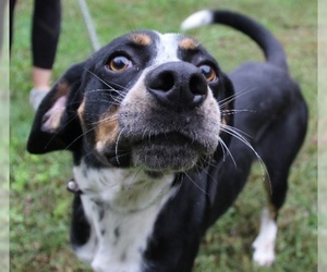 Bluetick Coonhound-Unknown Mix Dogs for adoption in Lovingston, VA, USA