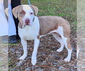 American Pit Bull Terrier-Unknown Mix Dogs for adoption in Wetumpka, AL, USA