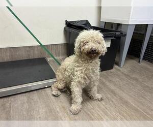 Poodle (Miniature) Dogs for adoption in Pasadena, CA, USA