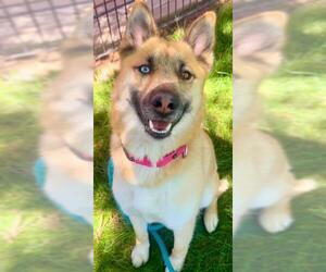 German Shepherd Dog Dogs for adoption in Sacramento, CA, USA