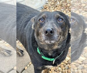 Mutt Dogs for adoption in Lakemont, GA, USA