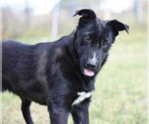 Borador Dogs for adoption in Dodson, MT, USA