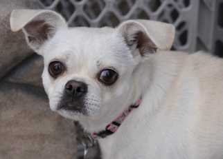 Cheeks Dogs for adoption in phoenix, AZ, USA