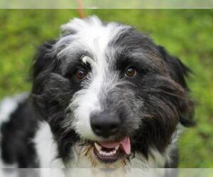 Aussiedoodle Dogs for adoption in Cookeville, TN, USA
