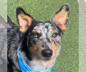 Mutt Dogs for adoption in Canton, CT, USA