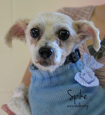 Medium Photo #1 Shih Tzu Puppy For Sale in Cheyenne, WY, USA
