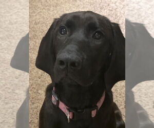 Labrador Retriever-Unknown Mix Dogs for adoption in Bellevue, WA, USA