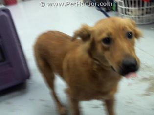 Golden Irish Dogs for adoption in Conroe, TX, USA