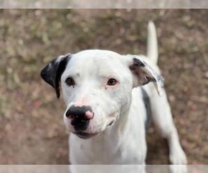Labrador Retriever Dogs for adoption in Tulsa, OK, USA
