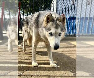 Siberian Husky-Unknown Mix Dogs for adoption in Riverside, CA, USA