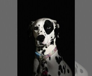 Dalmatian Dogs for adoption in Uwchlan, PA, USA