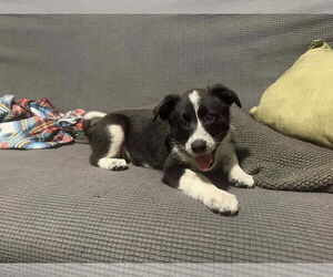 Border-Aussie Dogs for adoption in Mukwonago, WI, USA