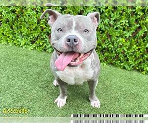 American Bulldog-Unknown Mix Dogs for adoption in West Palm Beach, FL, USA