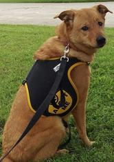 Golden Labrador Dogs for adoption in Kendallville, IN, USA