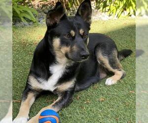 Australian Kelpie Dogs for adoption in San Diego, CA, USA