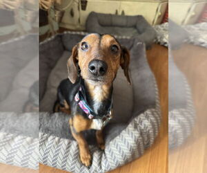 Dachshund Dogs for adoption in Sioux Falls, SD, USA