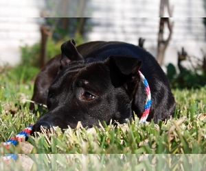 American Pit Bull Terrier-Unknown Mix Dogs for adoption in Corpus Christi, TX, USA