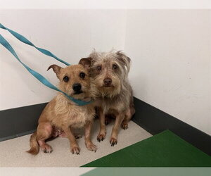 Mutt Dogs for adoption in Corona, CA, USA